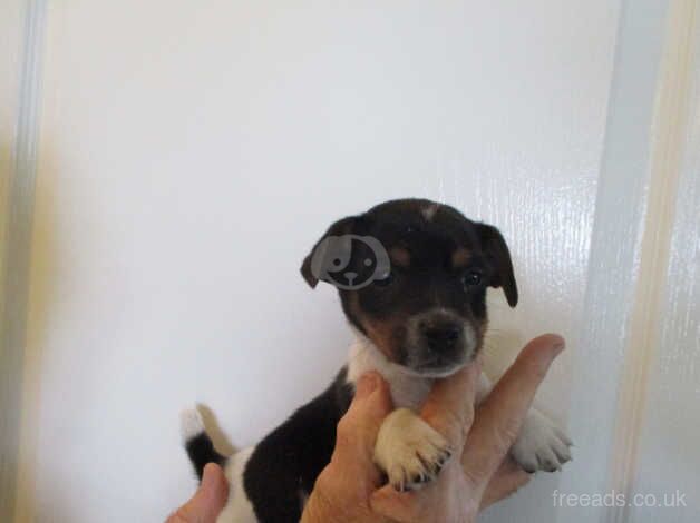 miniature jack russell pup for sale in Swansea, Swansea - Image 3