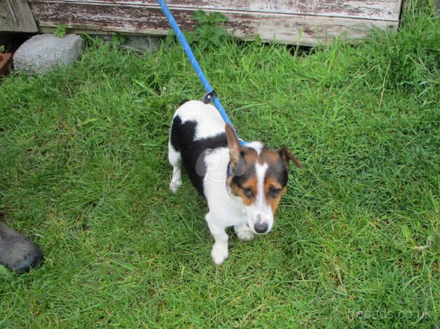 miniature jack russell pup for sale in Swansea, Swansea - Image 4