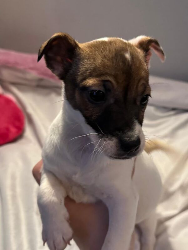 Miniature jack Russell puppies for sale in Glasgow, Glasgow City