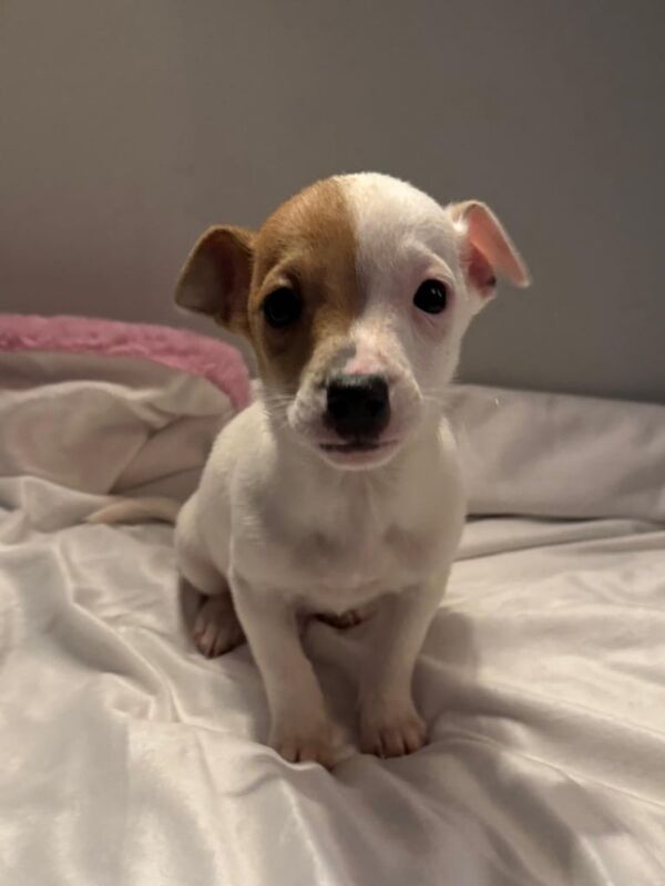 Miniature jack Russell puppies for sale in Glasgow, Glasgow City - Image 2