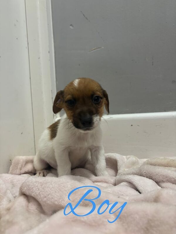 Miniature Jack Russell puppies for sale in Downton, Wiltshire