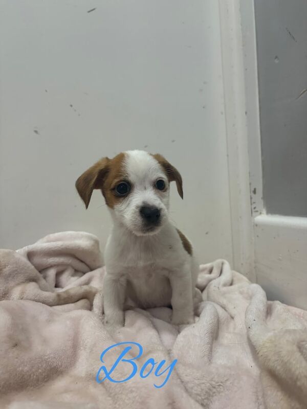 Miniature Jack Russell puppies for sale in Downton, Wiltshire - Image 2