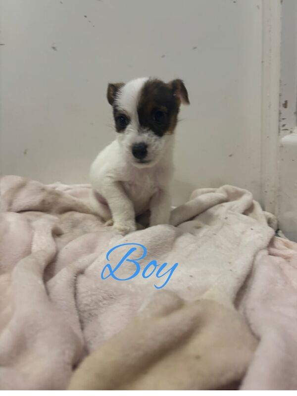 Miniature Jack Russell puppies for sale in Downton, Wiltshire - Image 3