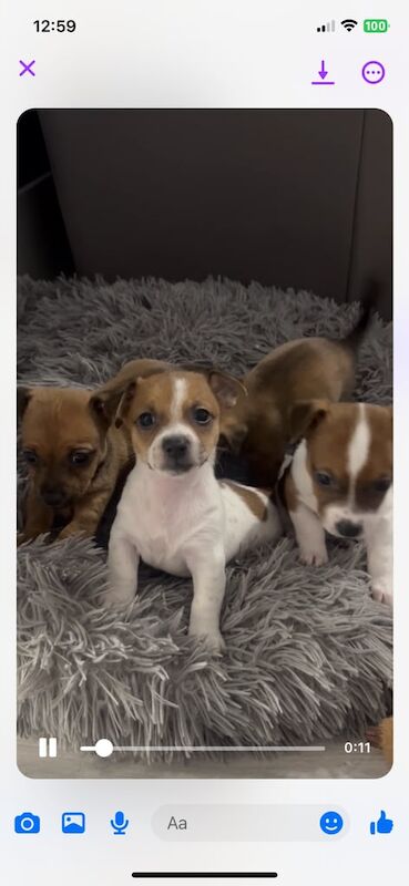 miniature jack russell puppies for sale in Kennoway, Fife