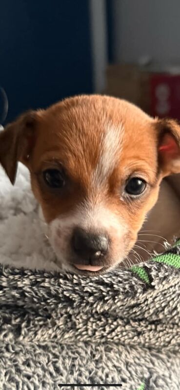 miniature jack russell puppies for sale in Kennoway, Fife - Image 2