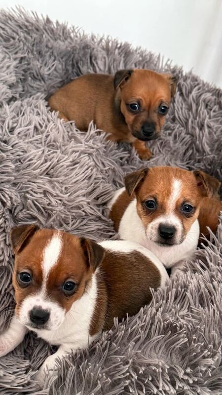 miniature jack russell puppies for sale in Kennoway, Fife - Image 3