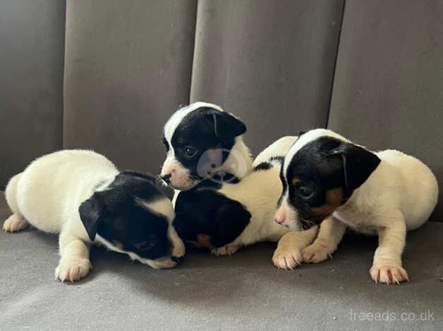 Miniature Jack Russell puppies for sale in Guildford, Surrey