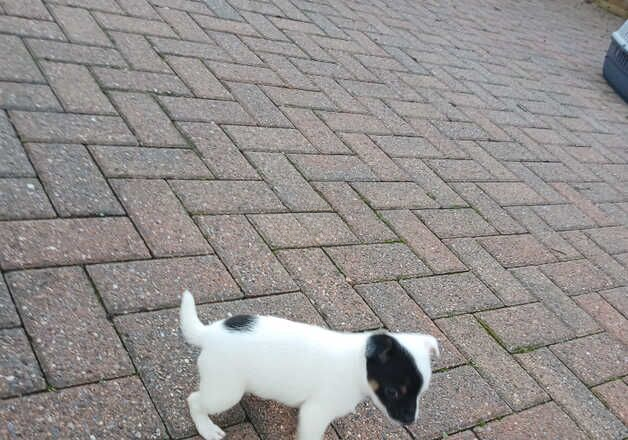 Miniature jack russell puppies for sale in Barnsley, South Yorkshire