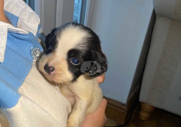 Miniature Jack Russell puppies for sale in Bolsover, Derbyshire