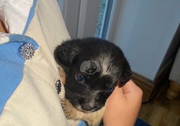 Miniature Jack Russell puppies for sale in Bolsover, Derbyshire - Image 2