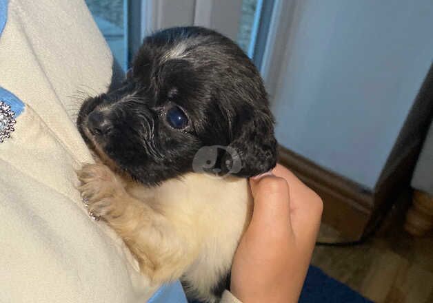 Miniature Jack Russell puppies for sale in Bolsover, Derbyshire - Image 3