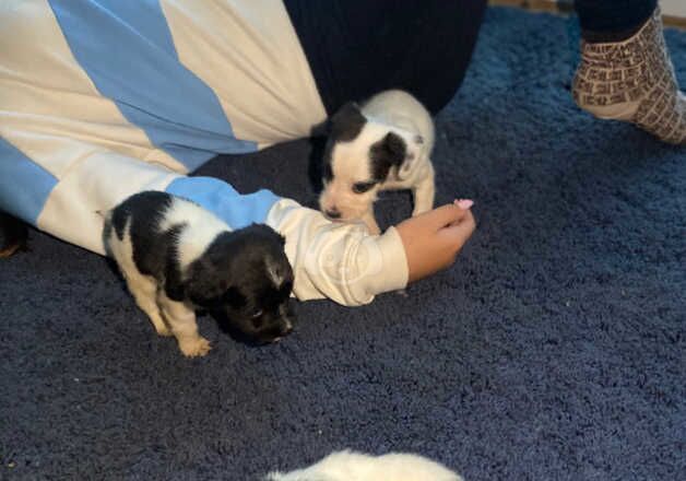 Miniature Jack Russell puppies for sale in Bolsover, Derbyshire - Image 4