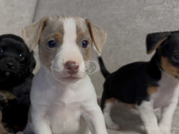 Miniature Jack Russell Puppies for sale in Dunfermline, Fife - Image 1