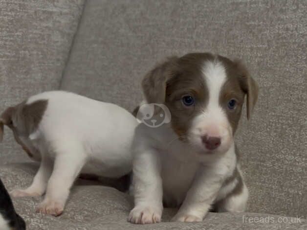 Jack Russell Puppies for sale in Fife