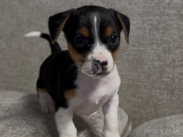 Jack Russell Puppies for sale