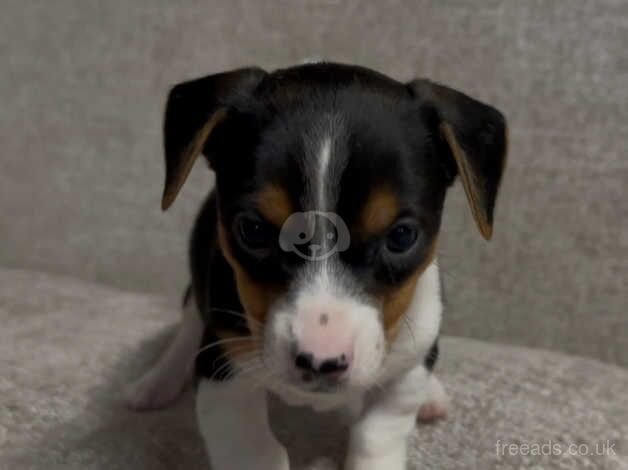 Miniature Jack Russell Puppies for sale in Dunfermline, Fife - Image 5