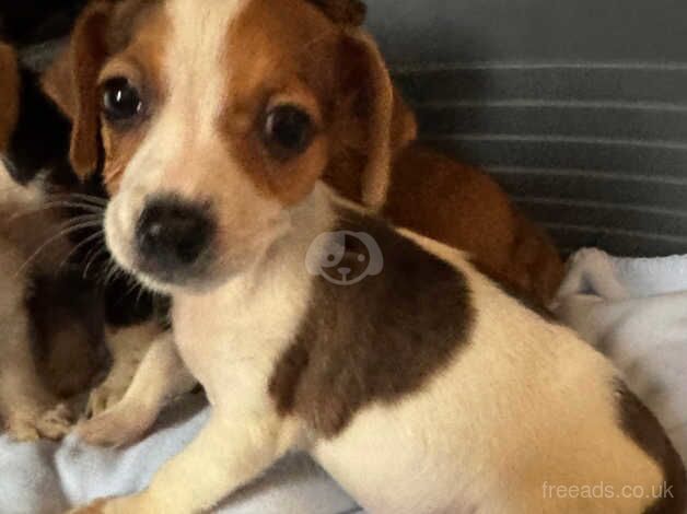 Miniature Jack Russell puppies for sale in Glasgow, Glasgow City