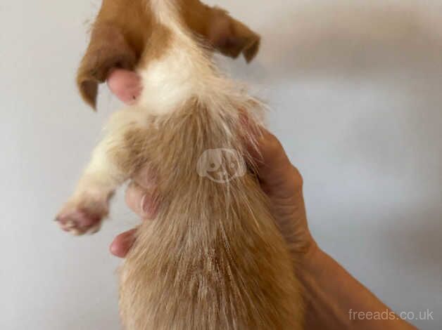 Jack Russell Puppies for sale in Glasgow City