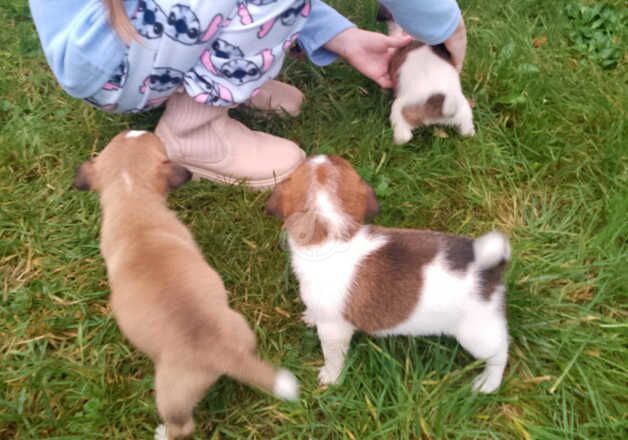 Miniature Jack Russell puppies for sale in Newham, Northumberland