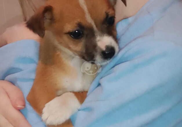 Miniature Jack Russell puppies for sale in Newham, Northumberland - Image 2