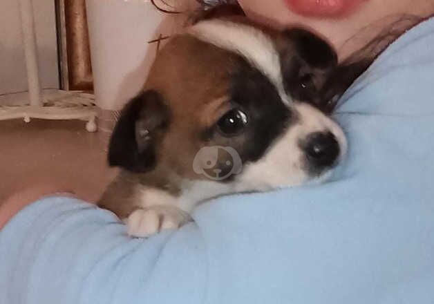 Miniature Jack Russell puppies for sale in Newham, Northumberland - Image 3