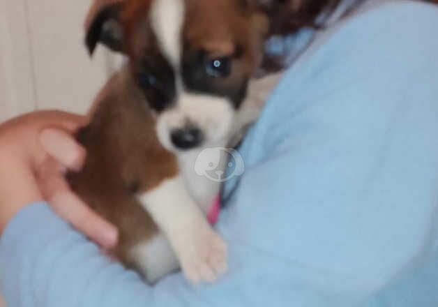 Miniature Jack Russell puppies for sale in Newham, Northumberland - Image 4