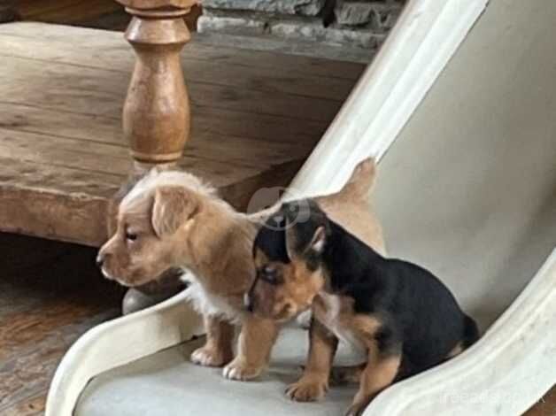 Miniature Jack Russell puppies for sale in Pontypridd, Rhondda Cynon Taf - Image 2