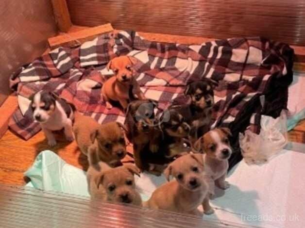 Miniature jack russell puppies for sale in Pontypridd, Rhondda Cynon Taf