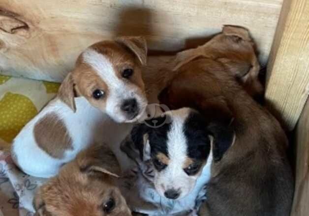 Miniature Jack Russell puppies for sale in Pontypridd, Rhondda Cynon Taf