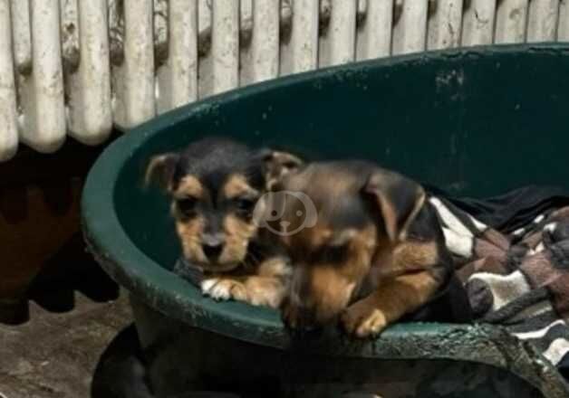 Miniature jack Russell puppies for sale in Pontypridd, Rhondda Cynon Taf