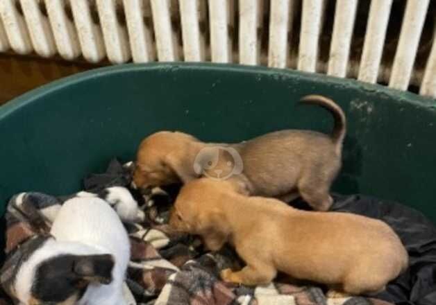 Miniature jack Russell puppies for sale in Pontypridd, Rhondda Cynon Taf - Image 2