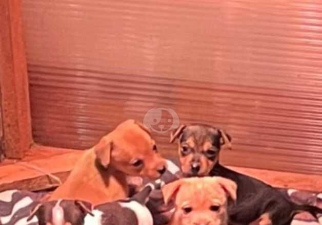 Miniature jack Russell puppies for sale in Pontypridd, Rhondda Cynon Taf