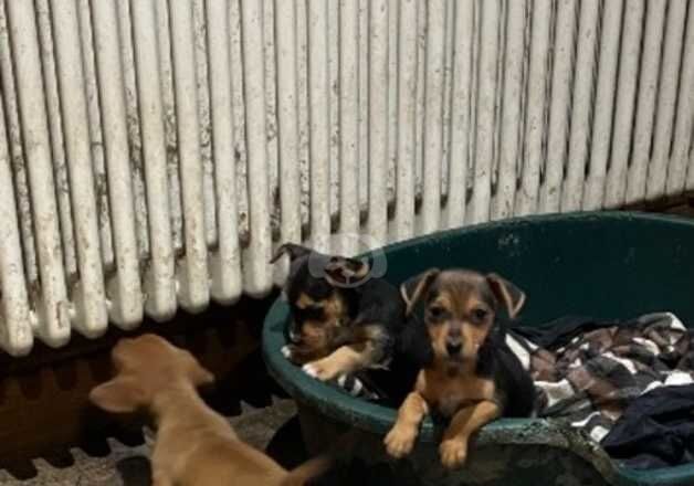 Miniature jack Russell puppies for sale in Pontypridd, Rhondda Cynon Taf - Image 3