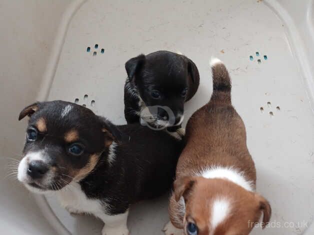 Miniature jack russell puppies for sale in Southport, Lancashire - Image 1