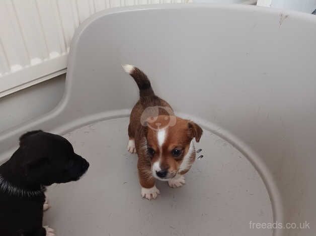 Miniature jack russell puppies for sale in Southport, Lancashire - Image 2