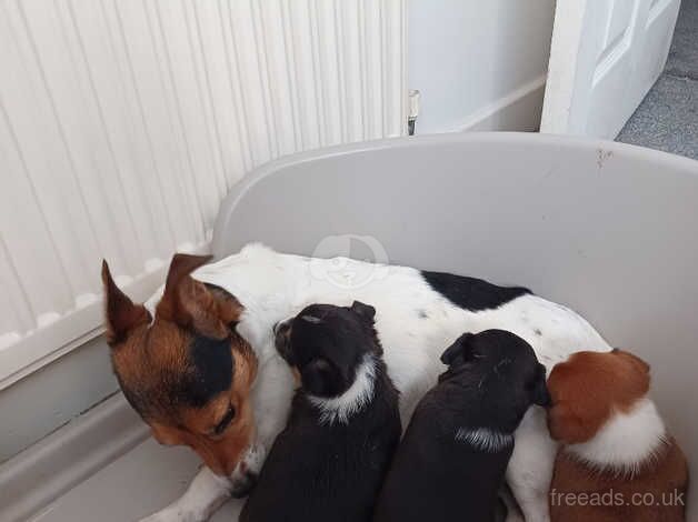 Miniature jack russell puppies for sale in Southport, Lancashire - Image 3