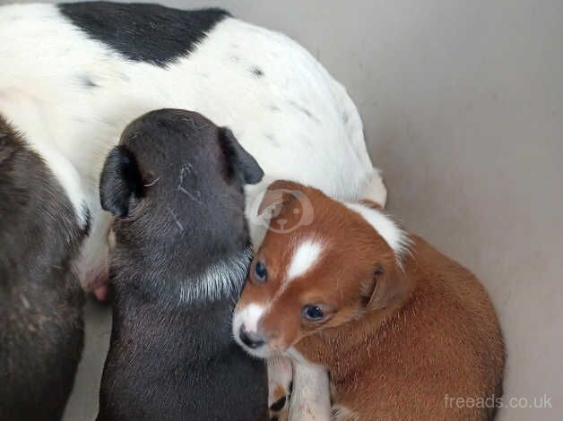 Miniature jack russell puppies for sale in Southport, Lancashire - Image 4