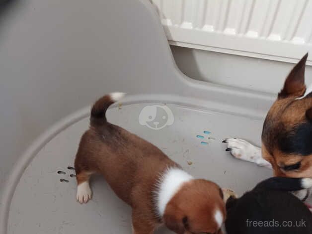 Miniature jack russell puppies for sale in Southport, Lancashire - Image 5