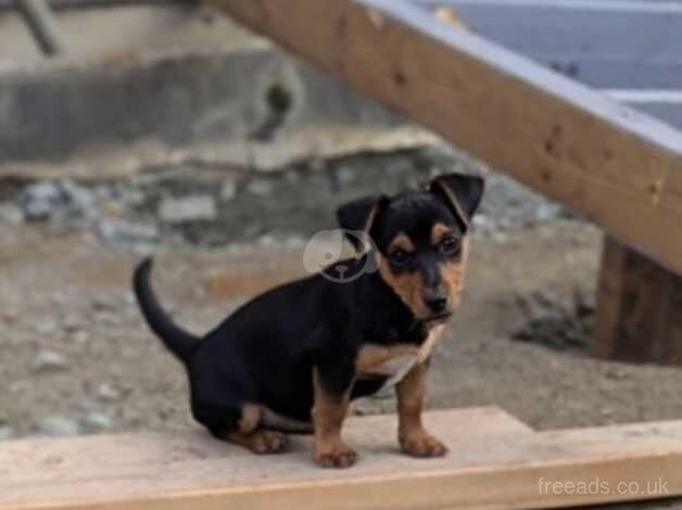 Miniature Jack Russell puppies for sale in Stanford-le-Hope, Essex