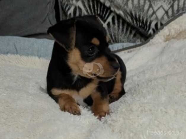 Miniature Jack Russell puppies for sale in Stanford-le-Hope, Essex - Image 2