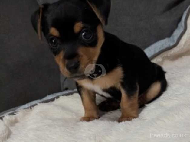 Miniature Jack Russell puppies for sale in Stanford-le-Hope, Essex - Image 3