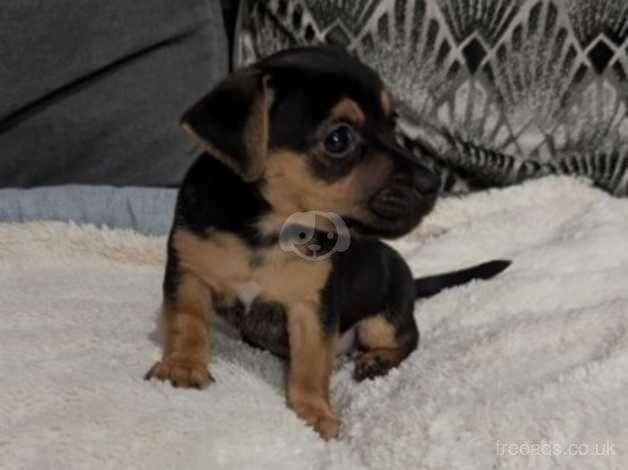 Miniature Jack Russell puppies for sale in Stanford-le-Hope, Essex - Image 4