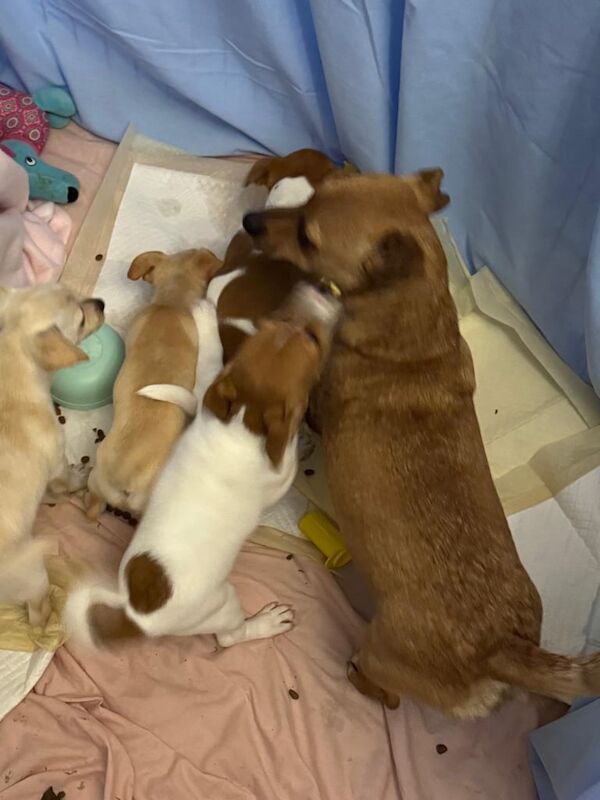 Miniature Jack Russell Puppies Pups Puppy for sale in Coatbridge, Lanarkshire