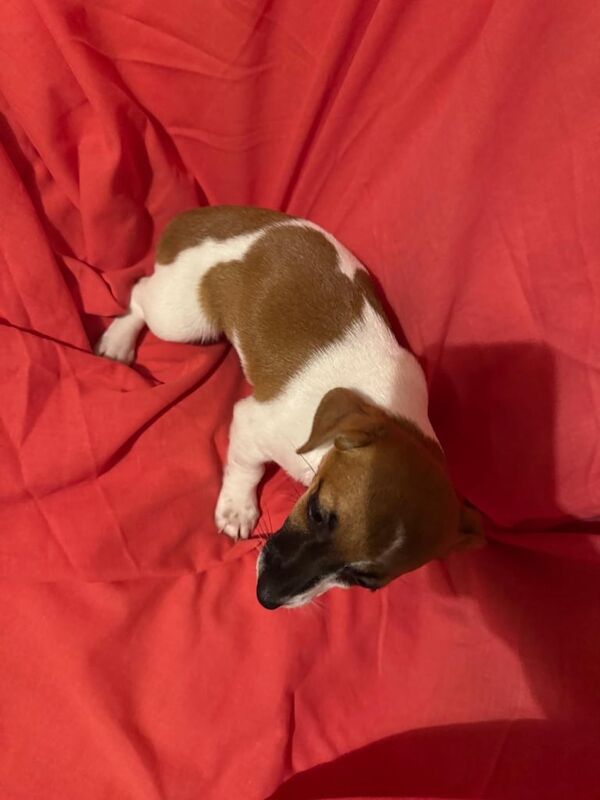 Miniature Jack Russell Puppies Pups Puppy for sale in Coatbridge, Lanarkshire - Image 2