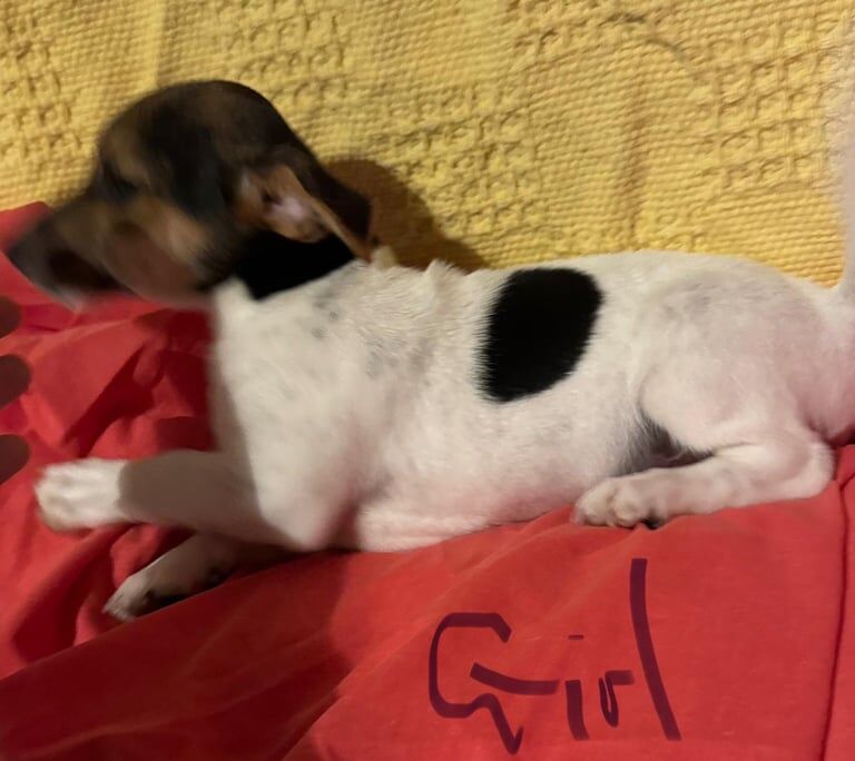 Miniature Jack Russell Puppies Pups Puppy for sale in Coatbridge, Lanarkshire - Image 3