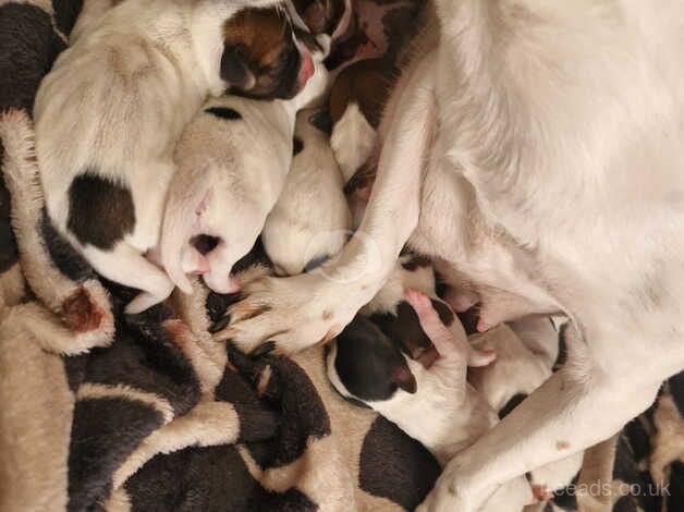 Miniature jack Russell puppiesg for sale in Sunderland, Cumbria - Image 1