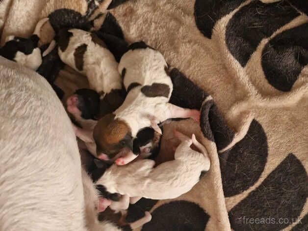 Miniature jack Russell puppiesg for sale in Sunderland, Cumbria - Image 2