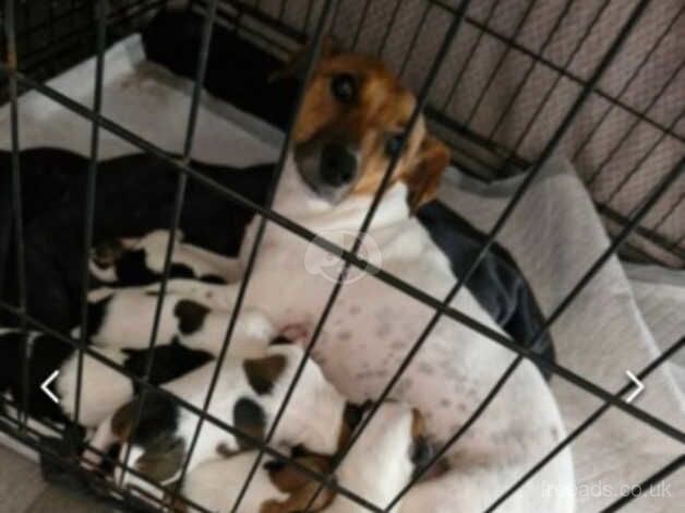 Miniature jack Russell puppiesg for sale in Sunderland, Cumbria - Image 4