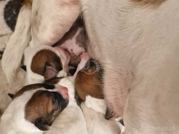 Miniature jack Russell puppiesg for sale in Sunderland, Cumbria - Image 5