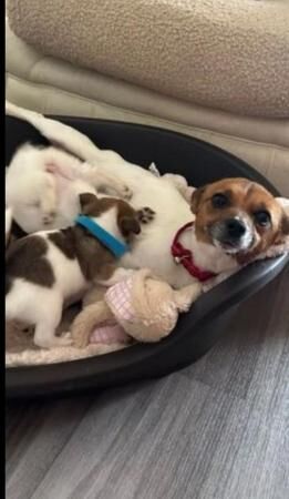 Miniature Jack Russell puppy for sale in Welwyn, Hertfordshire